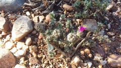 Trichodiadema intonsum