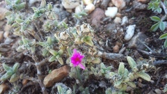 Trichodiadema intonsum