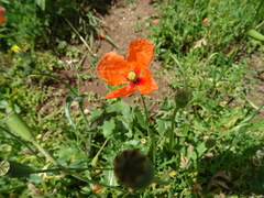 Papaver dubium
