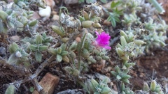 Trichodiadema intonsum