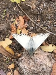 Heliopetes ericetorum