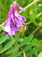 Eucera