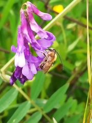 Eucera