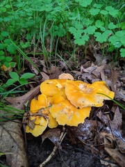 Cantharellus flavus