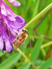 Eucera
