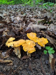 Cantharellus flavus
