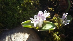 Lachenalia ensifolia