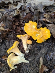 Cantharellus flavus