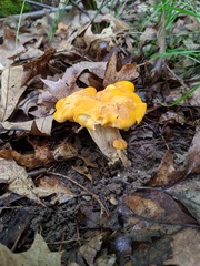Cantharellus flavus