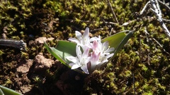 Lachenalia ensifolia