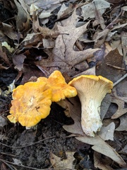 Cantharellus flavus