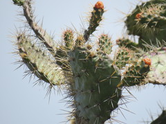 Consolea moniliformis