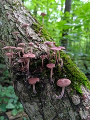 Collybiopsis dichroa