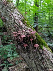 Collybiopsis dichroa