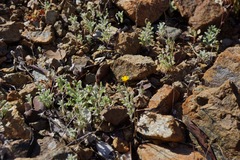 Lessingia tenuis