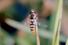 Ischiodon aegyptius