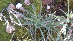 Senecio crassiusculus