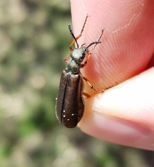 Lytta aenea