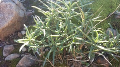 Senecio crassiusculus