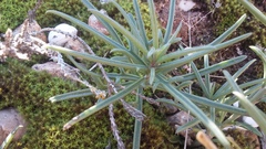 Senecio crassiusculus