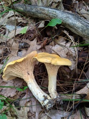 Cantharellus phasmatis