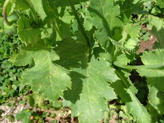 Papaver somniferum setigerum