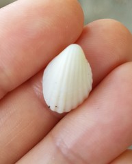Apiocardia obovalis
