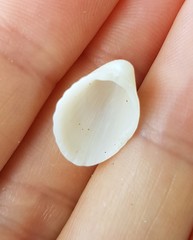 Apiocardia obovalis