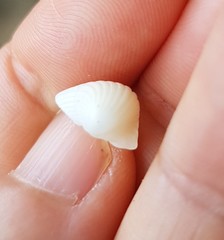 Apiocardia obovalis