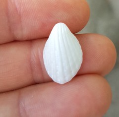 Apiocardia obovalis