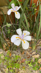 Dietes grandiflora