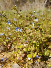 Veronica acinifolia