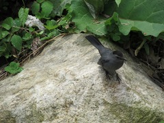 Dumetella carolinensis