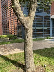 Chionanthus retusus