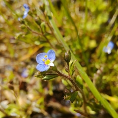 Veronica acinifolia