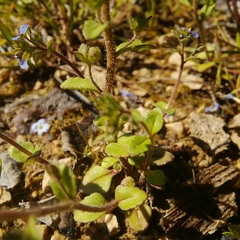 Veronica acinifolia