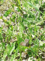 Leptotes pirithous pirithous
