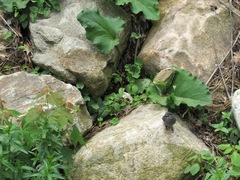 Dumetella carolinensis