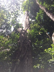 Licania operculipetala