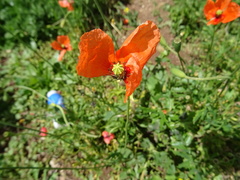 Papaver dubium