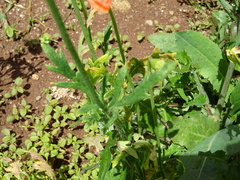 Papaver dubium