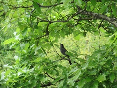 Dumetella carolinensis