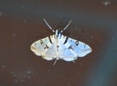Conchylodes salamisalis
