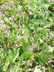 Leptotes pirithous pirithous
