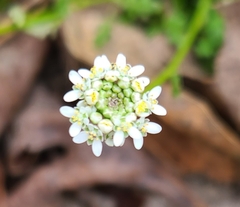 Teesdalia
