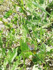 Leptotes pirithous pirithous
