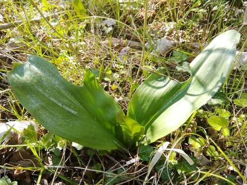 kaćuni (Orchis)