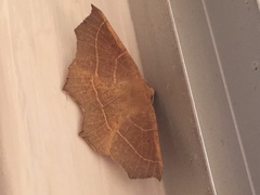 Tetracis cervinaria