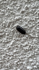 Armadillidium vulgare