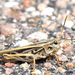 Coral-winged Grasshopper - Photo (c) Steven Mlodinow, some rights reserved (CC BY-NC), uploaded by Steven Mlodinow